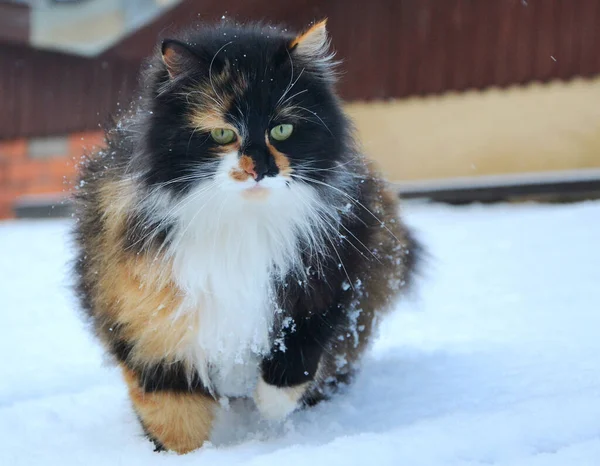 Cat Snow — Stock Photo, Image