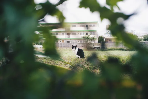 Beautiful Young Cat Park — Stock Photo, Image