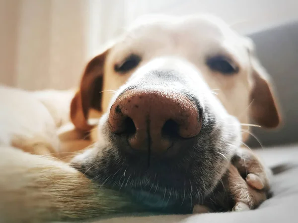 Собака Лежащая Полу — стоковое фото