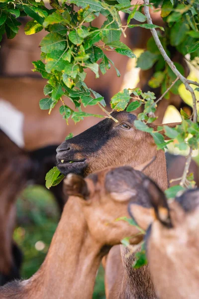 Niño Está Comiendo Una Cabra Zoológico — Foto de Stock