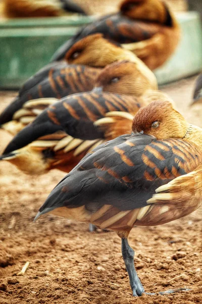 Groupe Oiseaux Dans Zoo — Photo