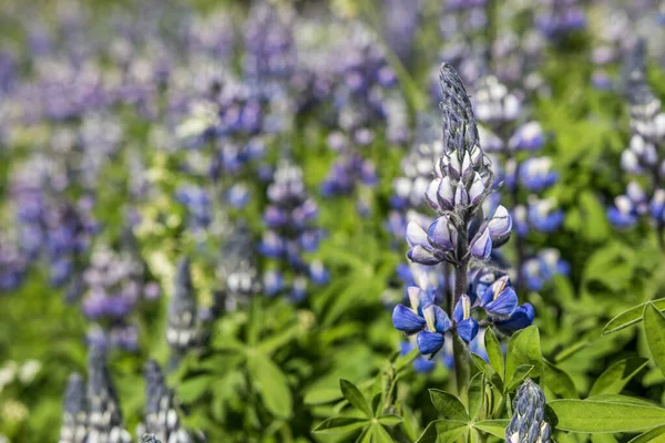 Primer Plano Flores Salvia Azul Jardín Verde —  Fotos de Stock