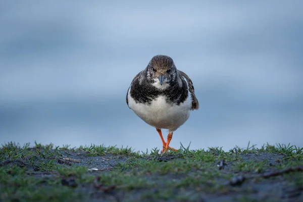 Oiseau Sur Une Plage — Photo