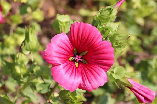 庭の美しいピンクの花 — ストック写真