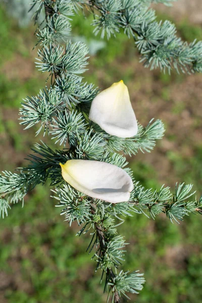 Close Pine Tree — Stock Photo, Image