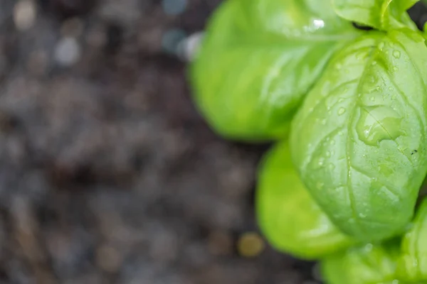 Hojas Verdes Una Planta Jardín —  Fotos de Stock