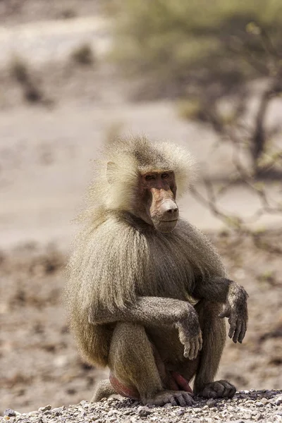 Closeup Shot Cute African Macaque Sitting Rock — Stock Photo, Image