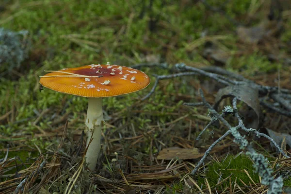 Amanita Muscaria Trujące Grzyby Lesie — Zdjęcie stockowe