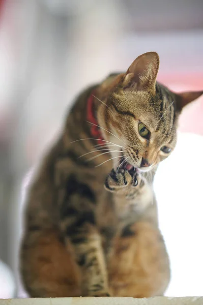 Retrato Lindo Gato —  Fotos de Stock