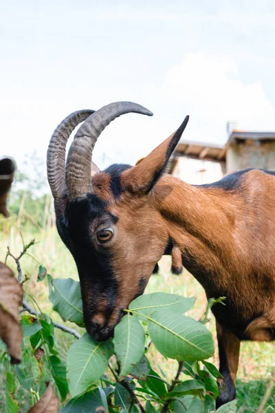 Primer Plano Una Vaca Campo — Foto de Stock