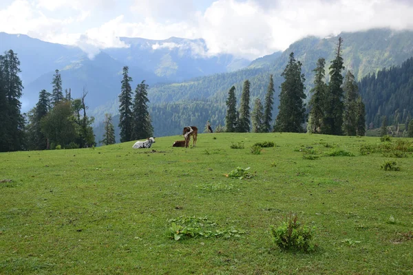 Vaches Broutant Dans Les Montagnes — Photo