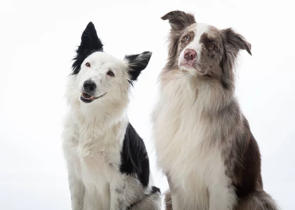 Cães Isolados Sobre Fundo Branco — Fotografia de Stock