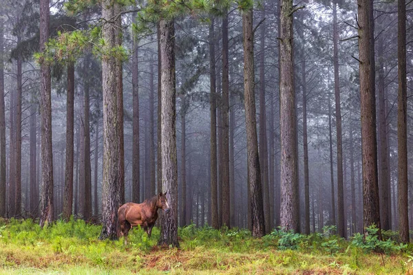 Ein Pferd Wald — Stockfoto