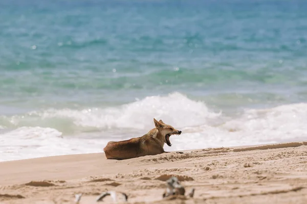 Cane Sulla Spiaggia — Foto Stock