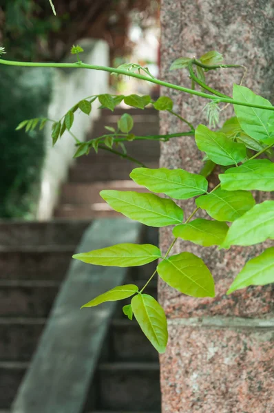 Groene Bladeren Tuin — Stockfoto