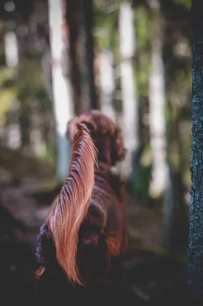 Kutya Erdőben Természetben Háttér — Stock Fotó