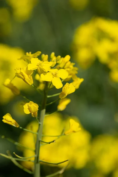 Красивый Желтый Цветок Подсолнечника Лугу — стоковое фото
