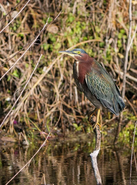 Grote Berouw Het Water — Stockfoto