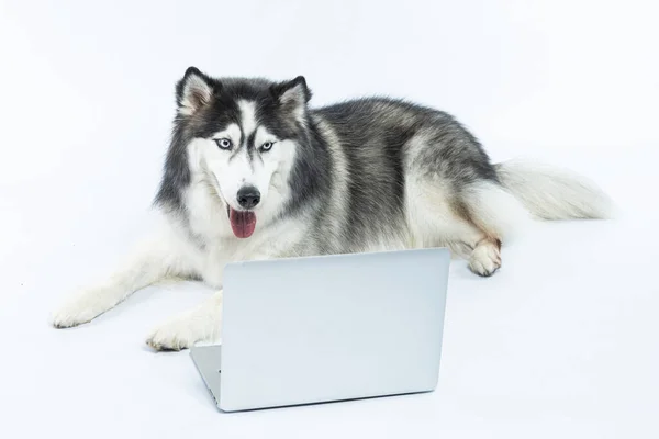 Cão Com Fundo Branco — Fotografia de Stock