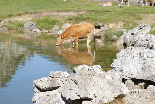 Vaca Nas Montanhas — Fotografia de Stock