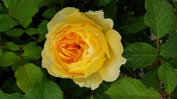 Piękna Żółta Róża Ogrodzie — Zdjęcie stockowe