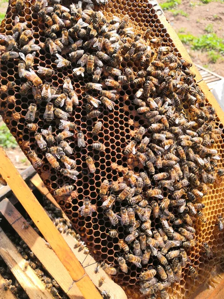 Pszczelarz Pracujący Pszczołami Pasiece — Zdjęcie stockowe