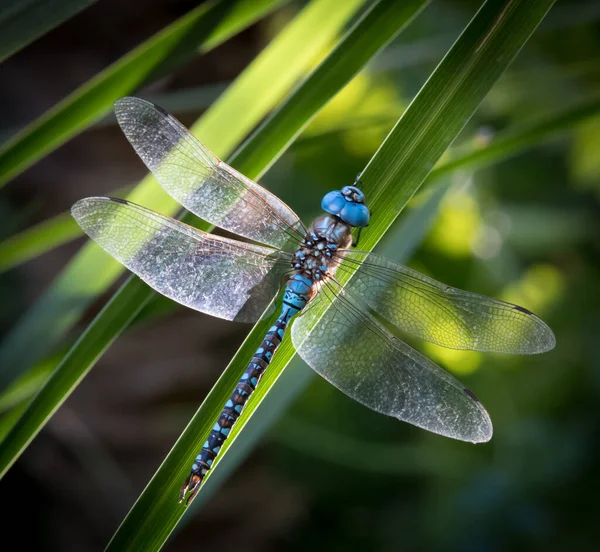 Dragonfly Flower Close — Stock Photo, Image