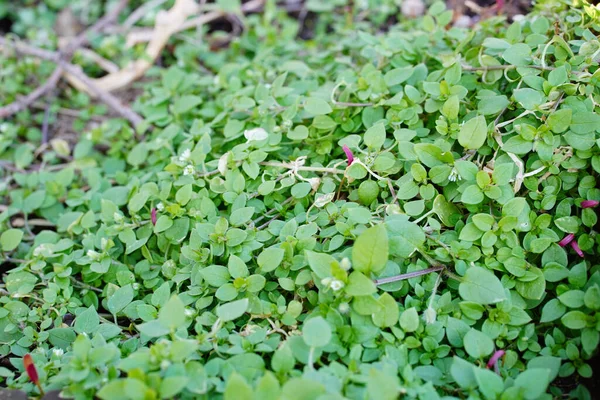 Daun Hijau Taman — Stok Foto