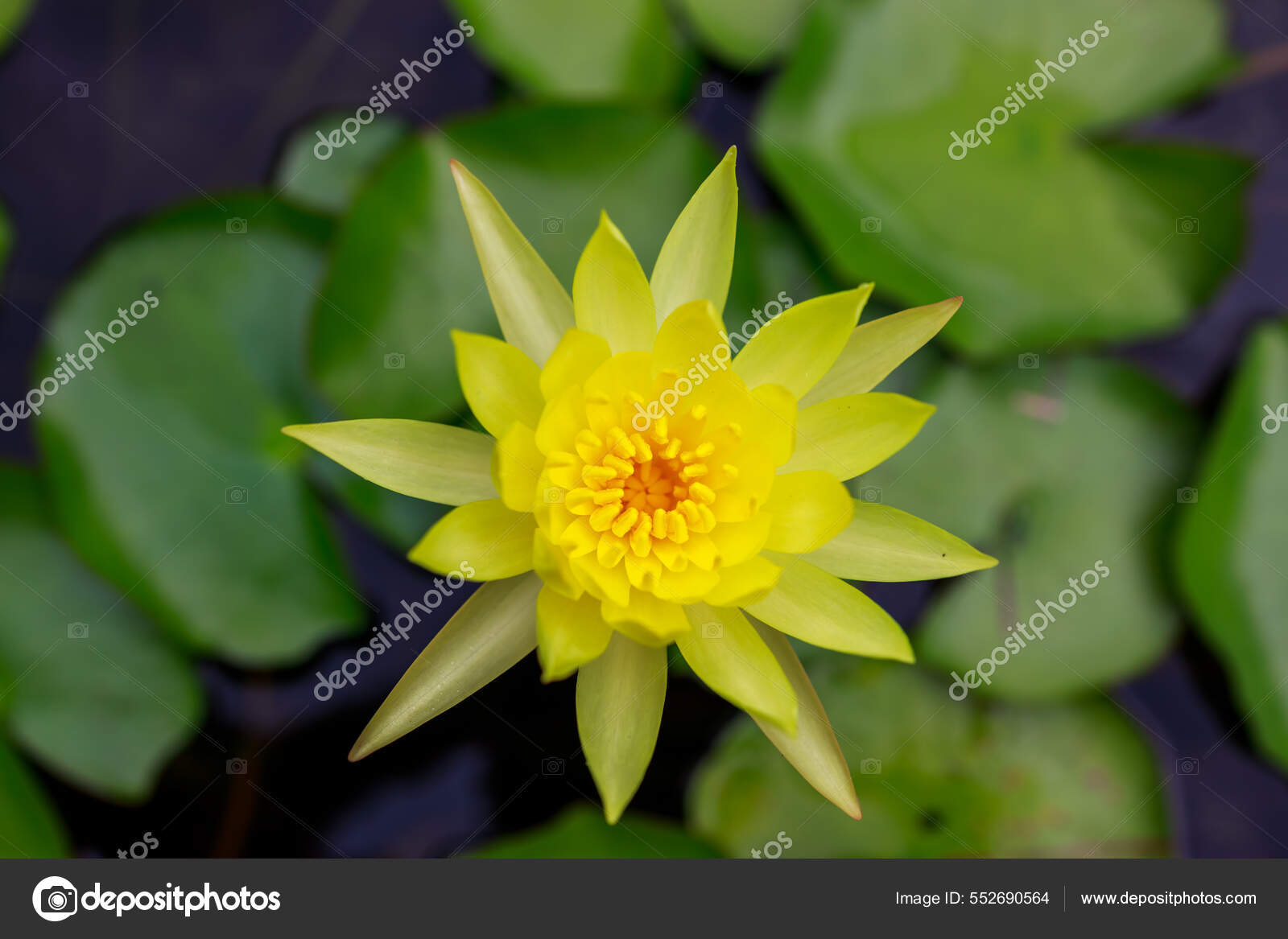 Belle fleur lotus