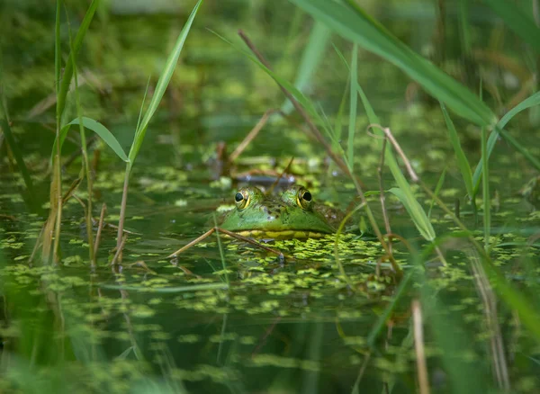 緑の草の中のカエル — ストック写真