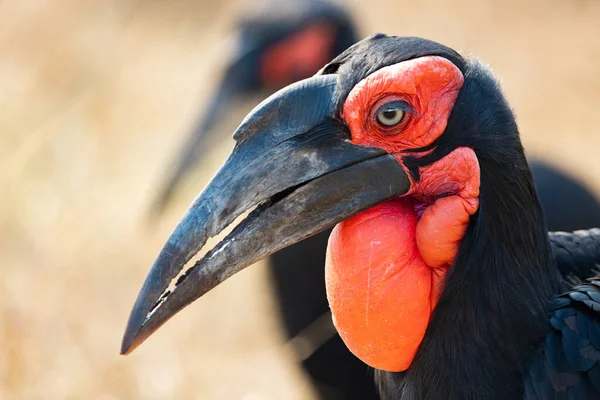 Cerca Pájaro —  Fotos de Stock