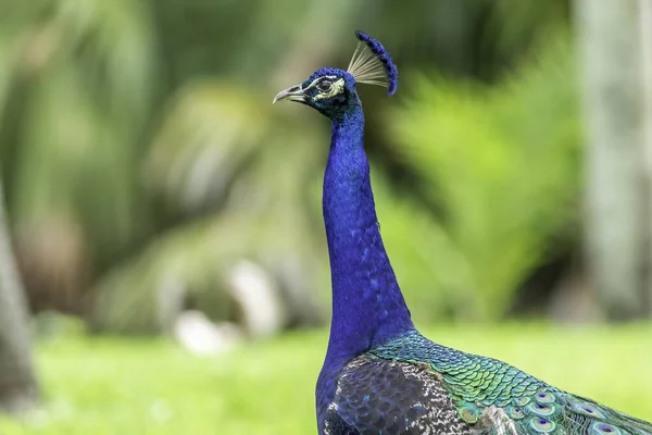 Belle Photo Oiseau Dans Habitat Naturel — Photo