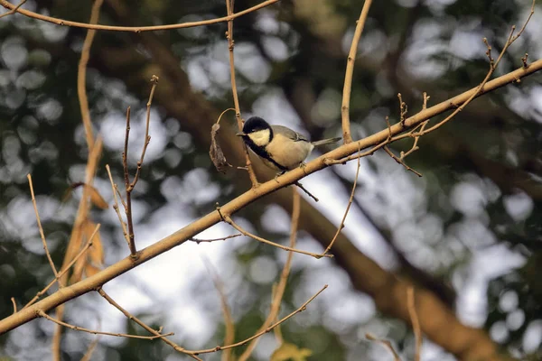 Uccello Siede Ramo Albero Nella Foresta — Foto Stock
