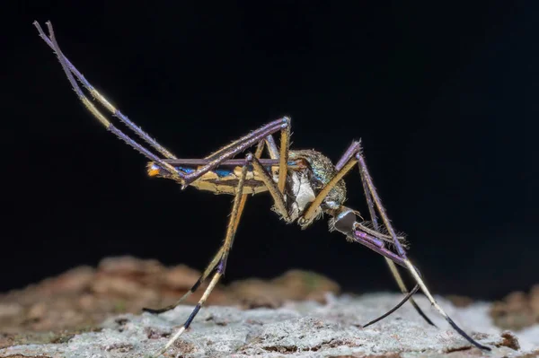 野生の自然の中で昆虫のクローズアップ — ストック写真