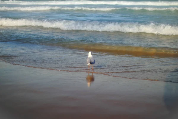 Gabbiano Sulla Spiaggia — Foto Stock