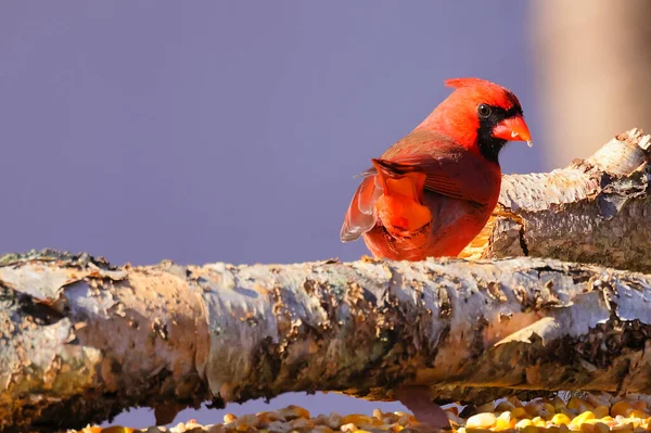 Primo Piano Bellissimo Uccello — Foto Stock