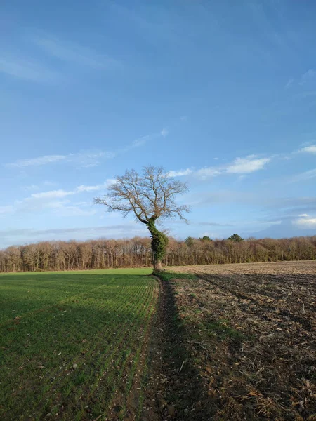 Hermoso Paisaje Con Árbol Campo Árboles — Foto de Stock