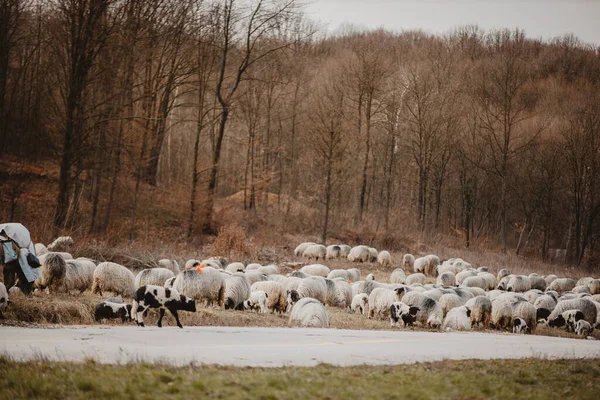 公园里的一群羊 — 图库照片