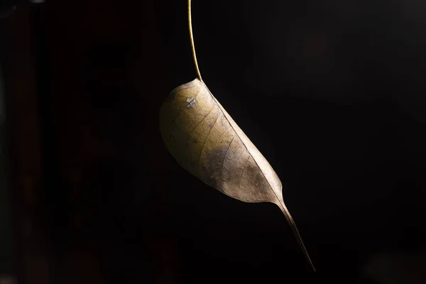 배경에 나뭇잎 — 스톡 사진