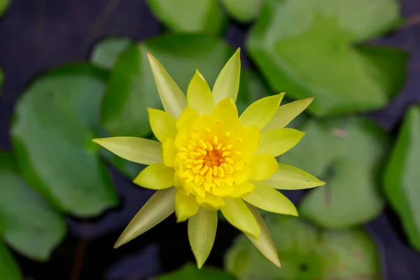 Piękny Kwiat Lotosu Stawie — Zdjęcie stockowe