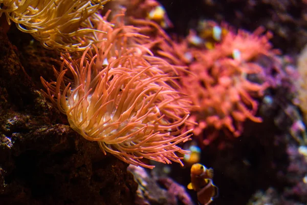 Bella Barriera Corallina Nel Mare Rosso — Foto Stock