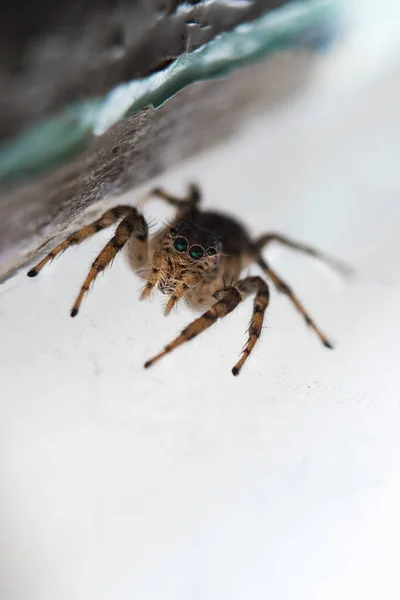 Araignée Sur Fond Blanc — Photo