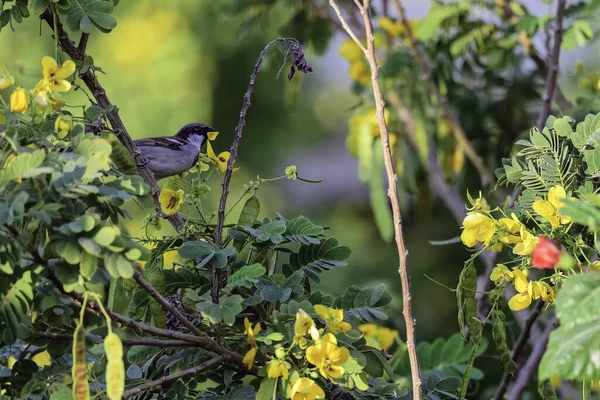 Pájaro Está Sentado Una Rama Árbol Bosque — Foto de Stock