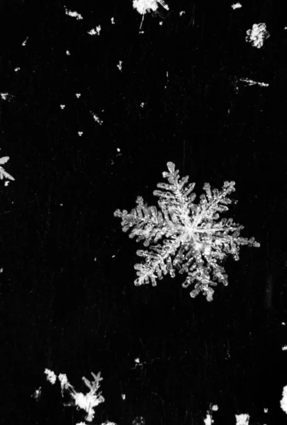 Snow Covered Christmas Tree — Stock Photo, Image