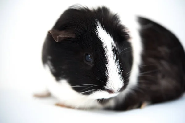 Fekete Fehér Hazai Patkány Szürke Alapon — Stock Fotó