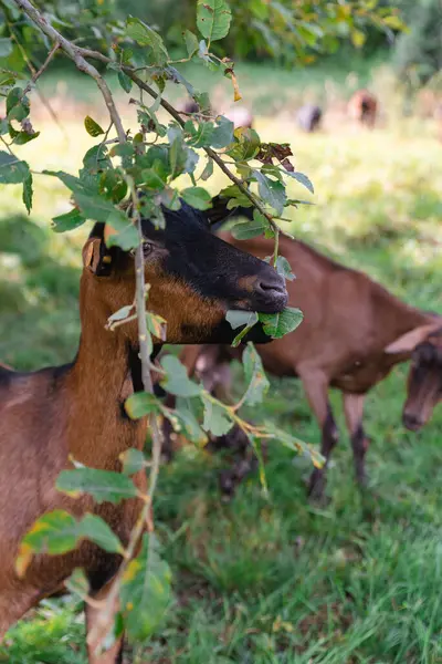 Una Cabra Bosque — Foto de Stock