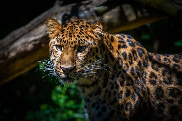 Hayvanat Bahçesindeki Bir Leoparın Portresi — Stok fotoğraf