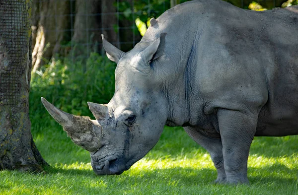Gros Plan Rhinocéros Blanc Dans Parc — Photo