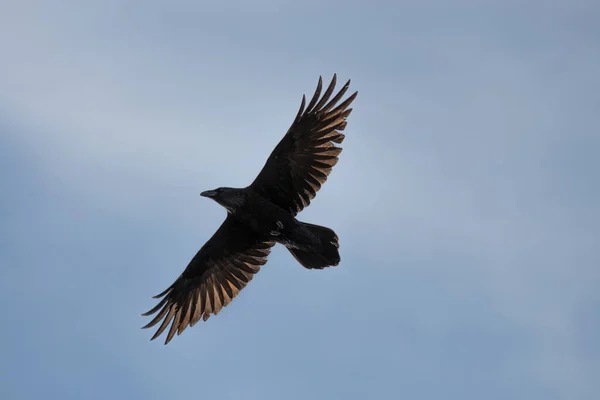 青い空を飛ぶ白と黒のワシの低角度のショット — ストック写真