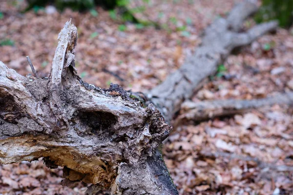 Souche Arbre Dans Forêt — Photo